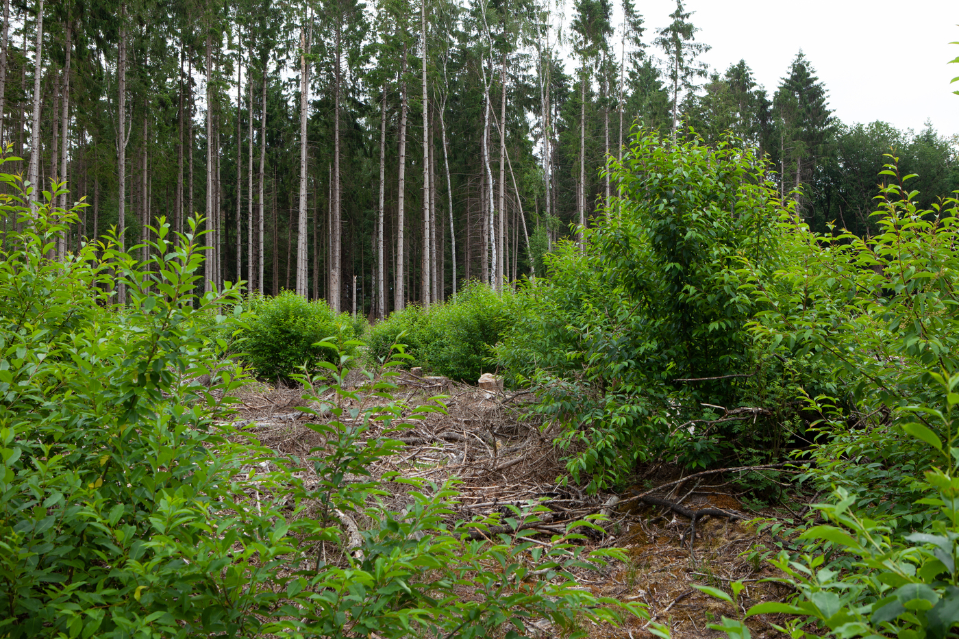 Tongerense Heide bos