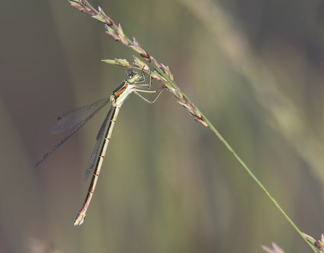 Tongerense Heide libelle