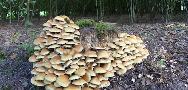 Tongerense Heide paddenstoelen