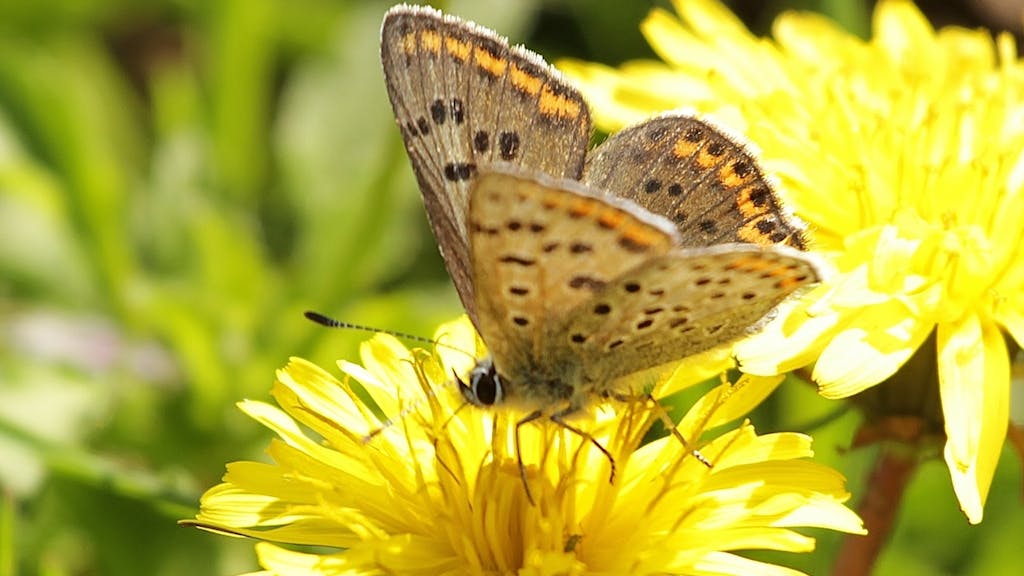 Tongerense Heide vlinder