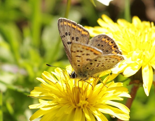 Tongerense Heide vlinder