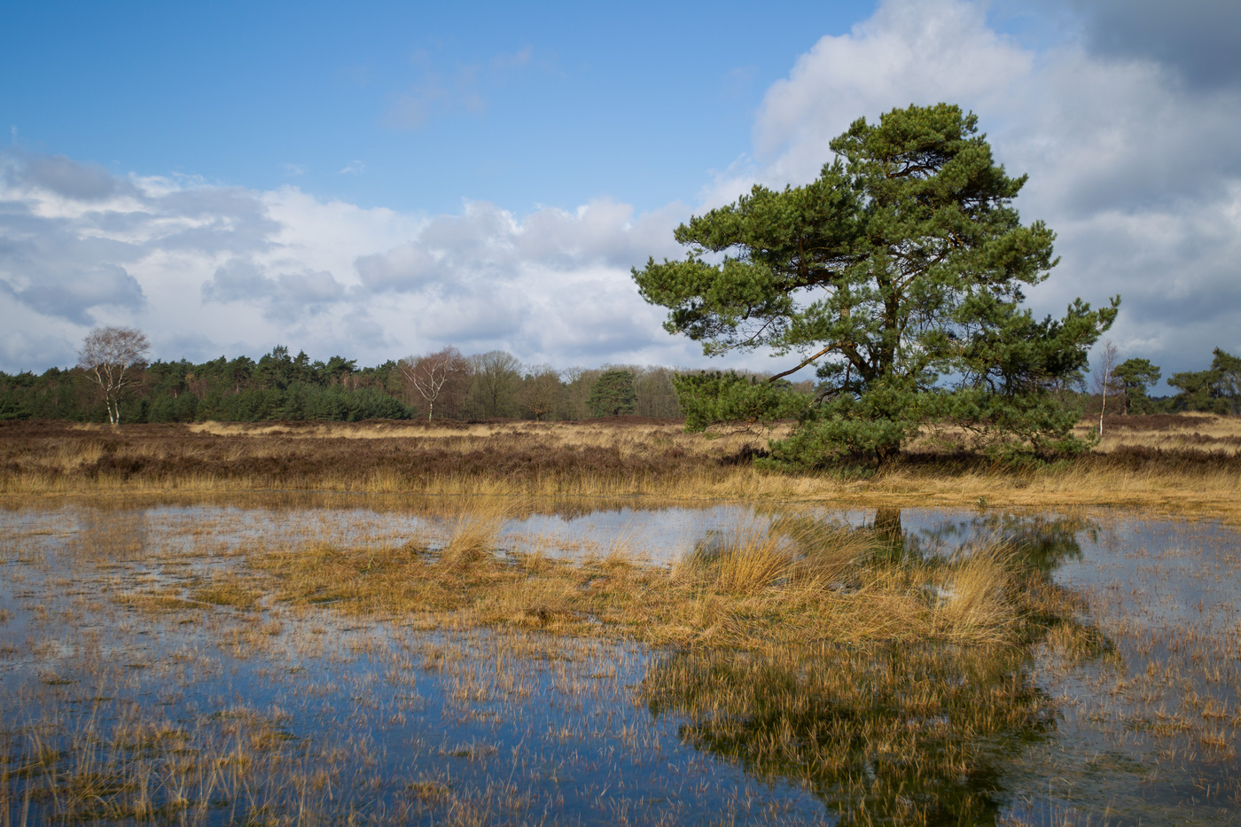 Tongerense Heide water en boom