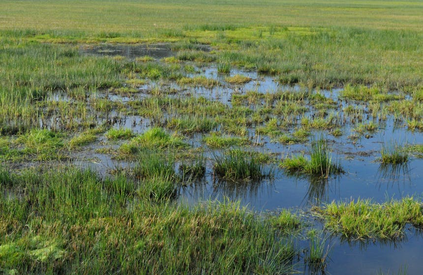 Tongerense Veen plassen