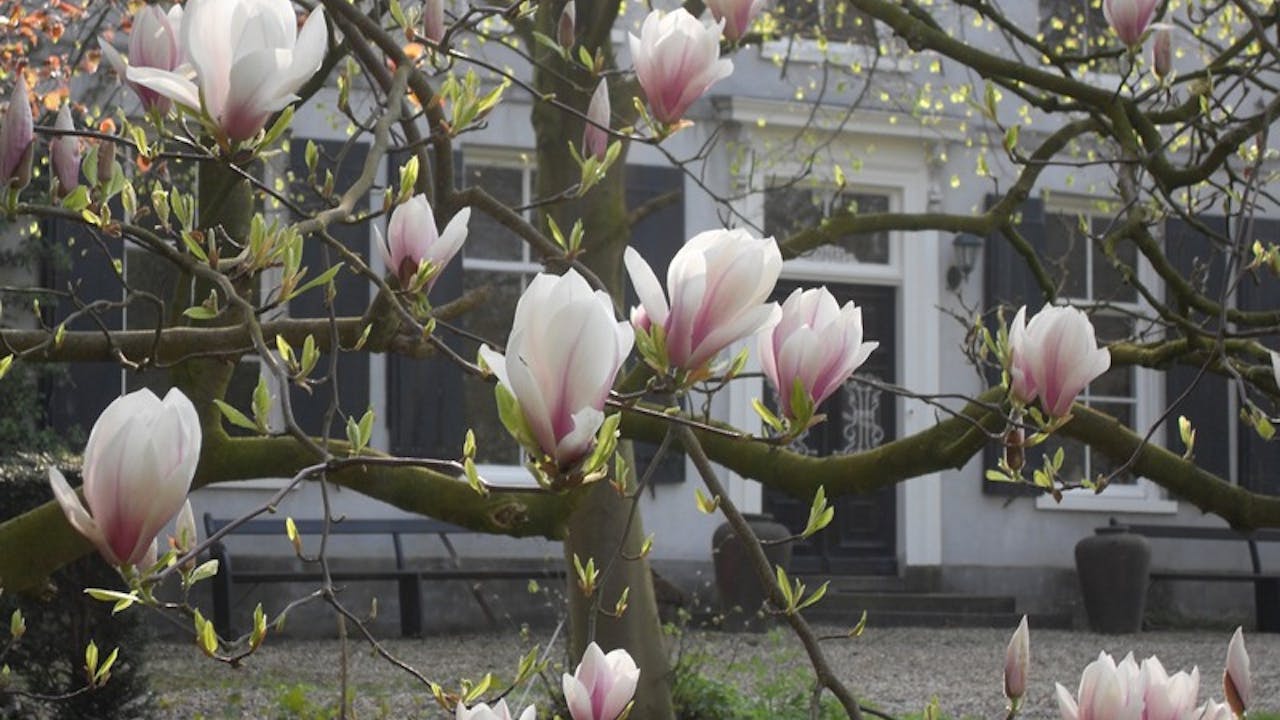 Toren van Poelwijk bloemenboom
