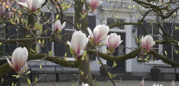 Toren van Poelwijk bloemenboom