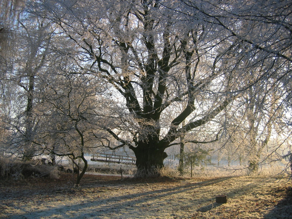 Toren van Poelwijk boom