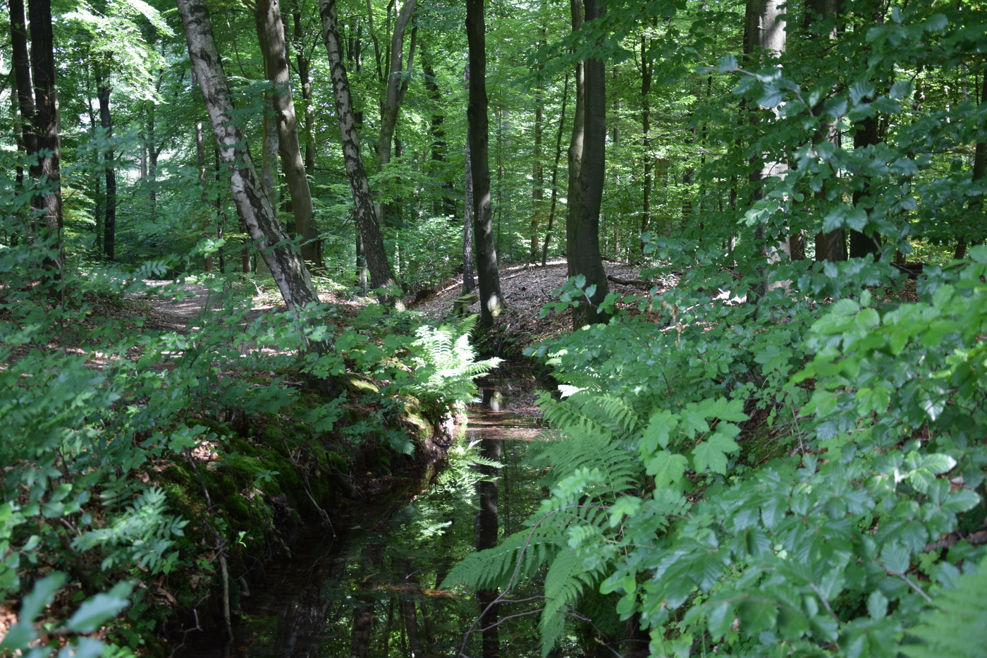 Vijverberg beek in bos
