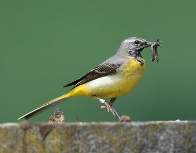 Vijverberg gele vogel