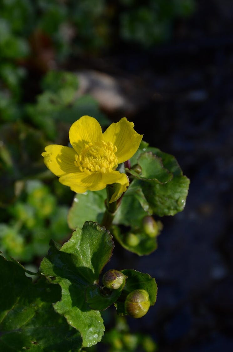 Vossenbroek gele bloem