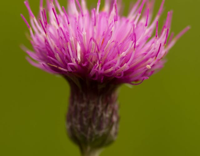 Vossenbroek spaanse ruiter