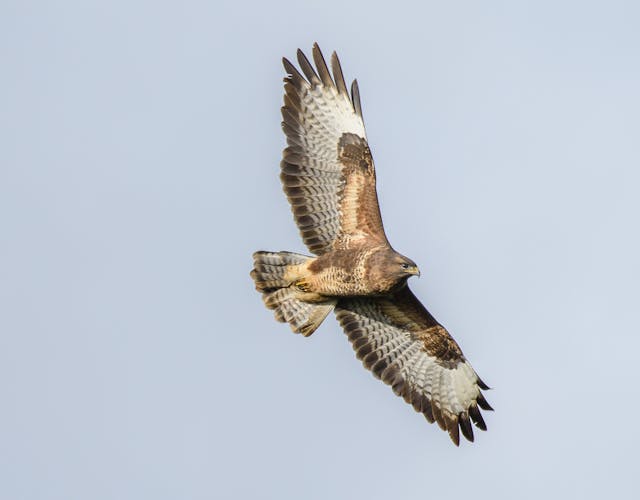 Vuursteenberg buizerd