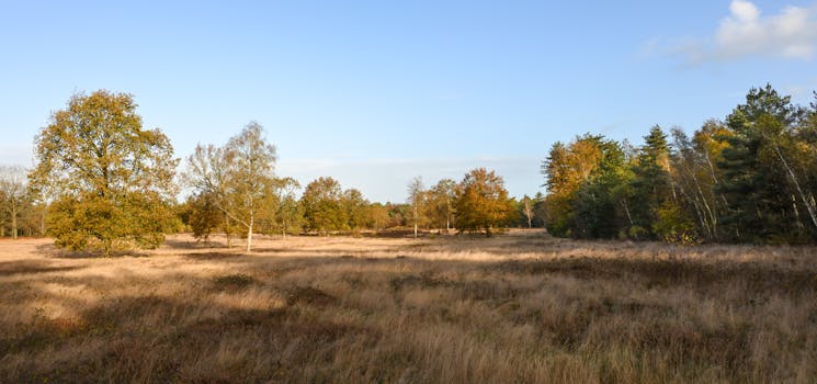 Vuursteenberg heide met bomen