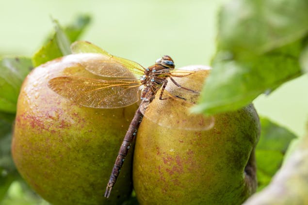 Waardenburg en Neerijnen libelle appels