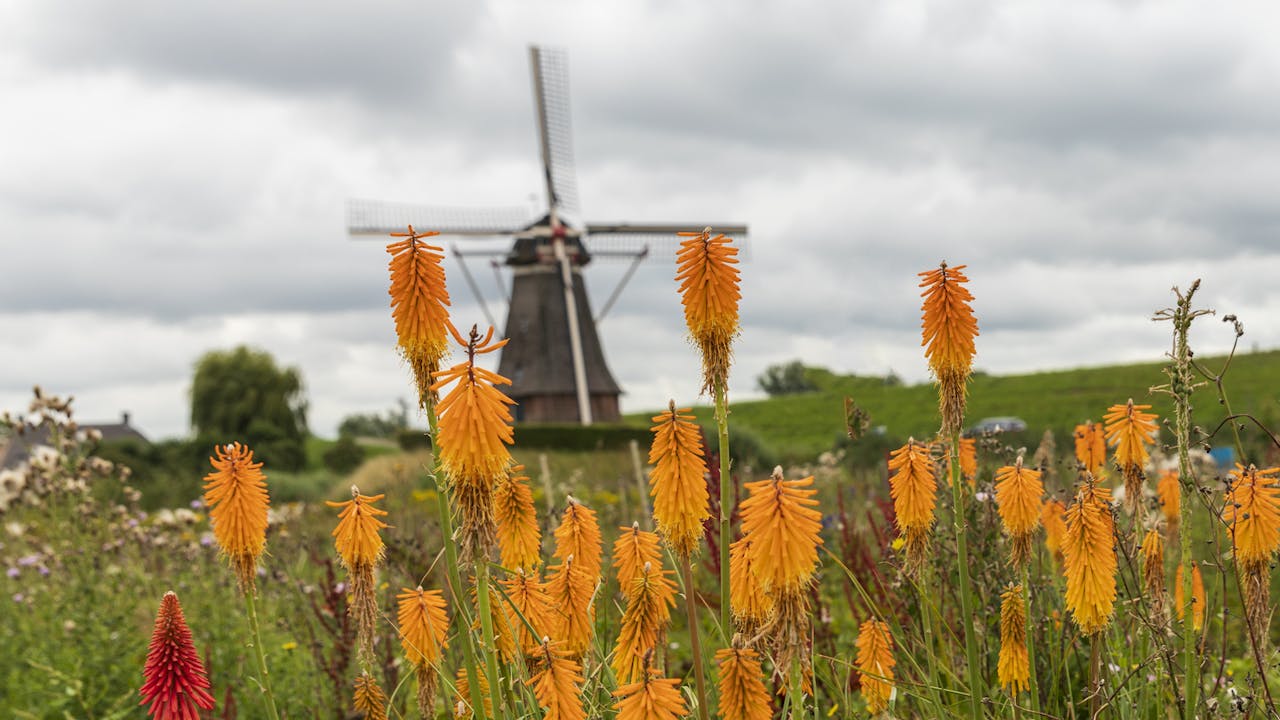 Waardenburg en Neerijnen molen oranje bloemen