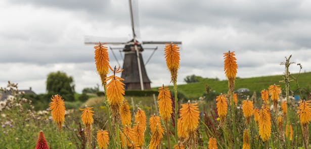 Waardenburg en Neerijnen molen oranje bloemen