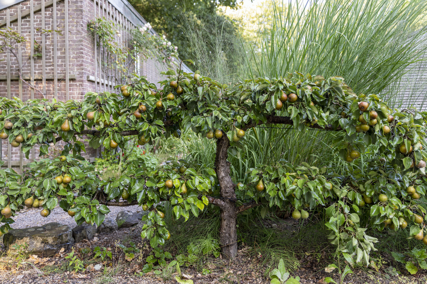 Waardenburg en Neerijnen perenboom