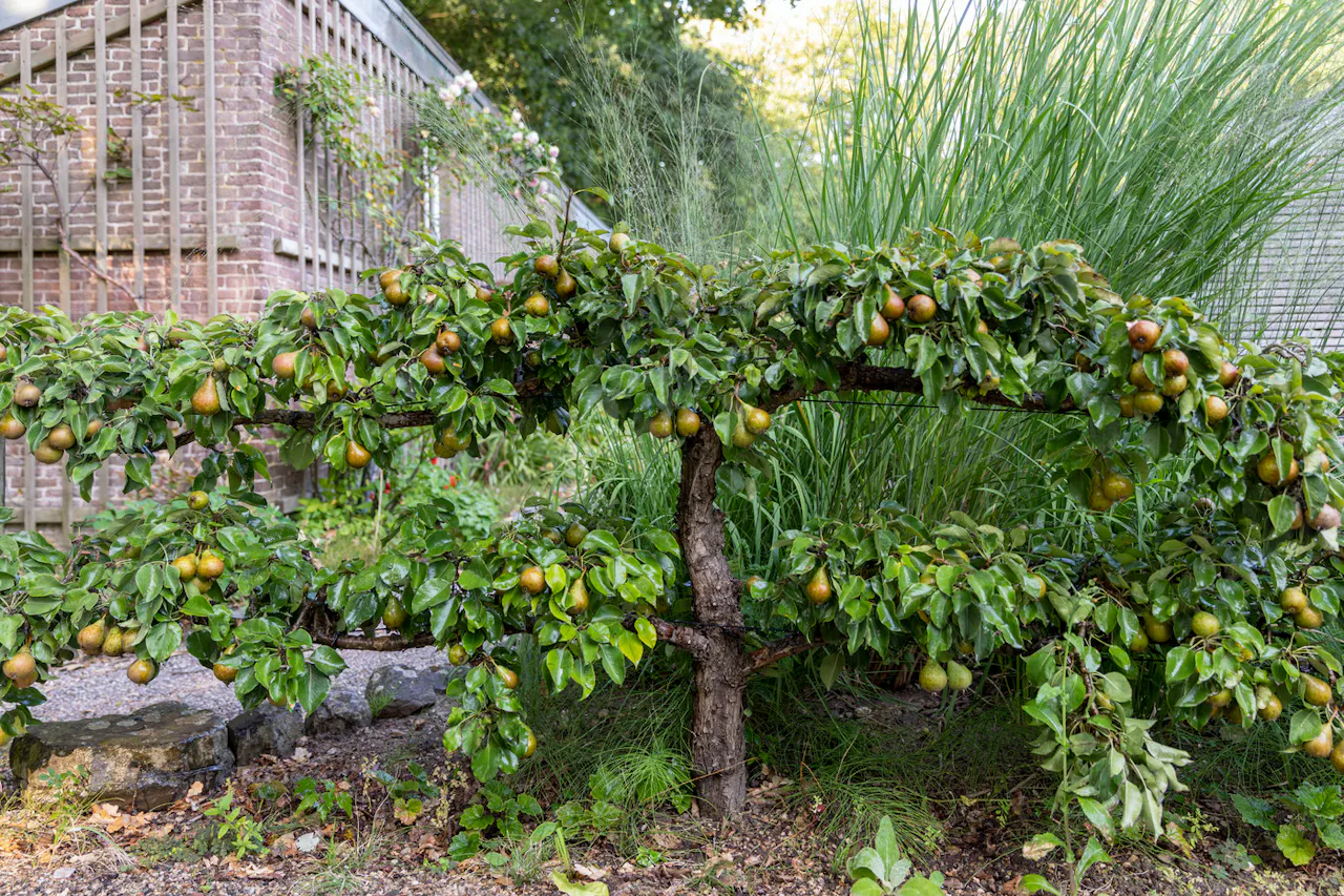 Waardenburg en Neerijnen perenboom