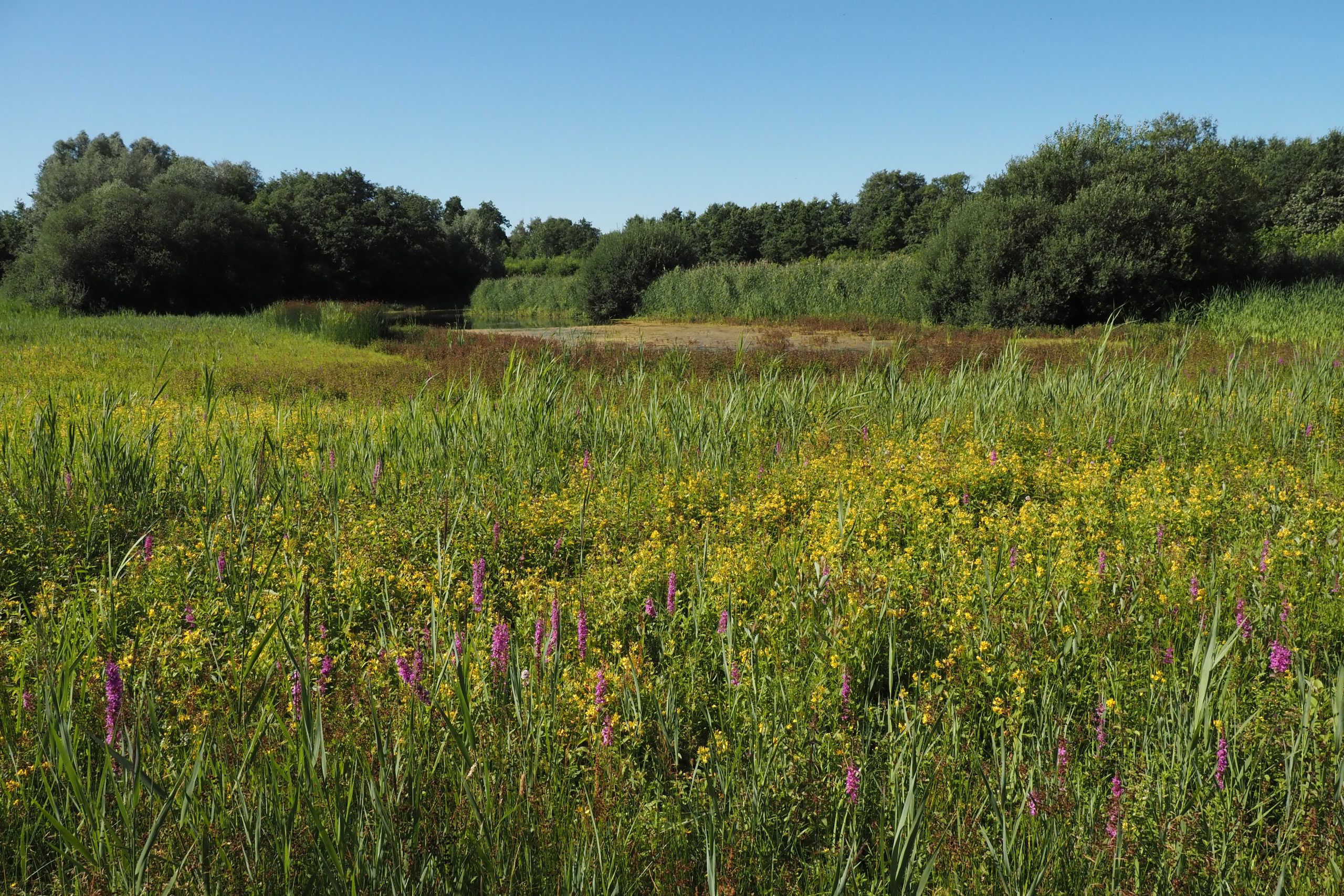 bloeiende planten en poel in landgoed Wanninkhof
