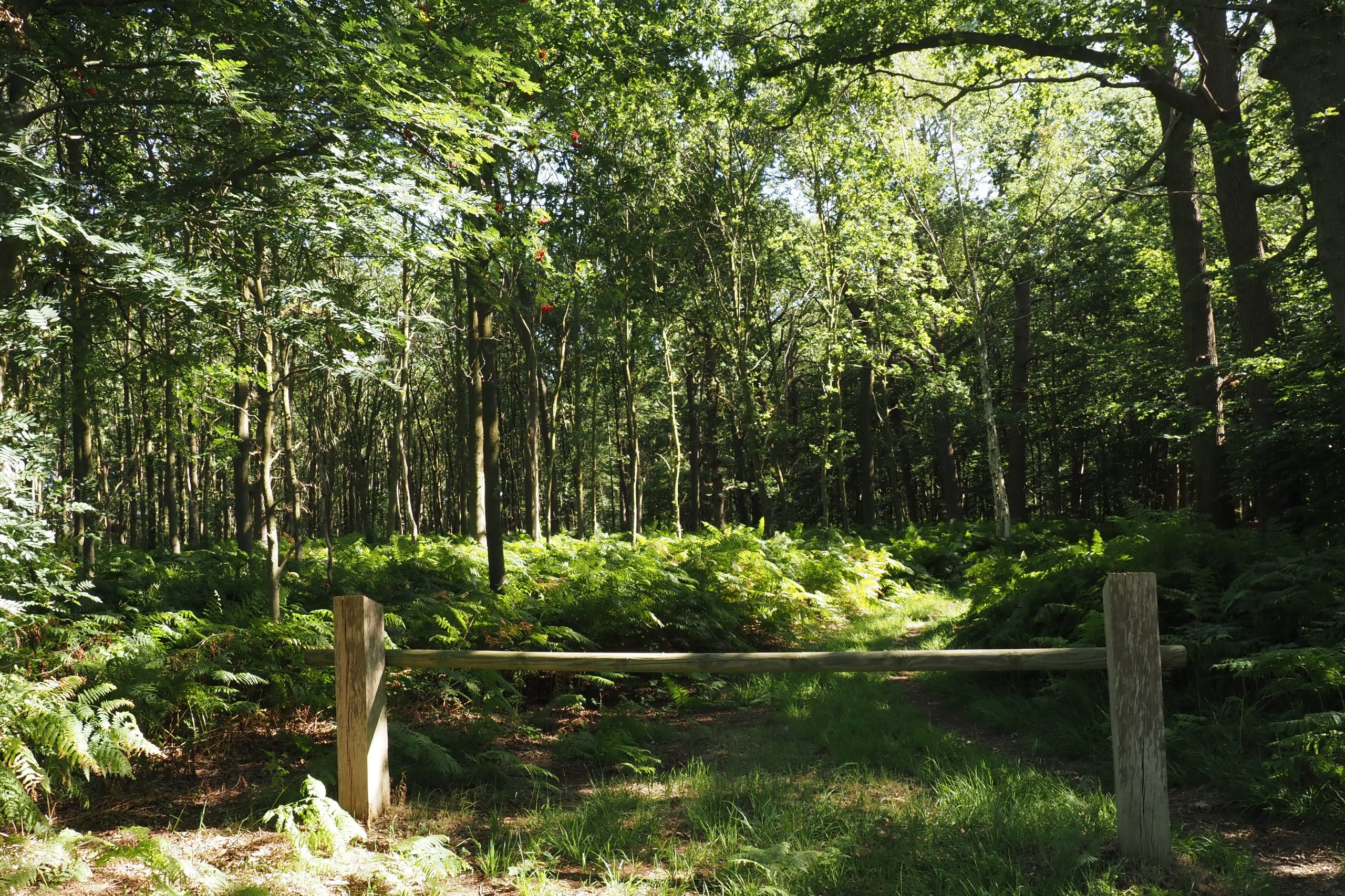 bos in landgoed Wannikhof