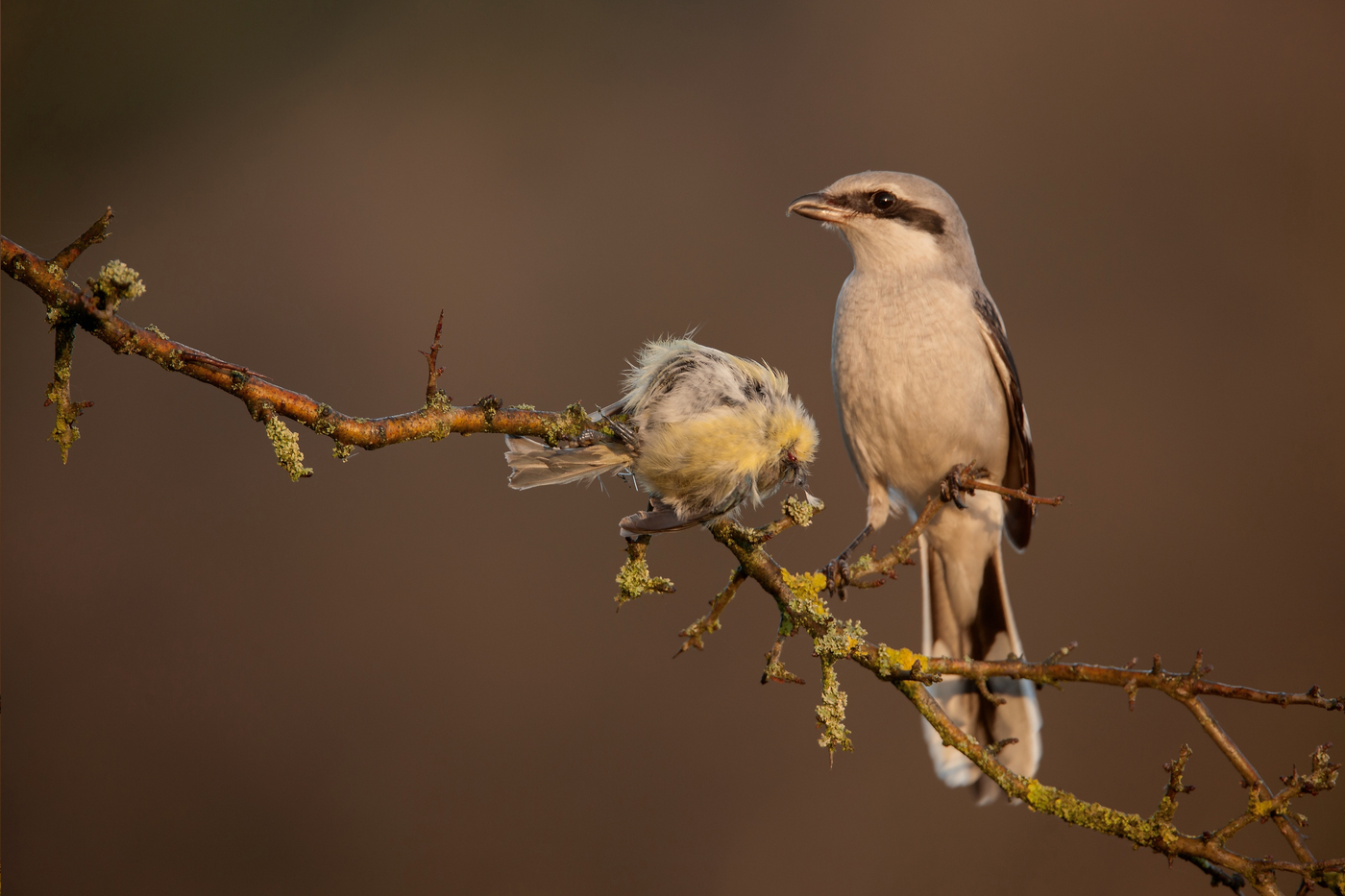 Wekeromse Zand Klapekster