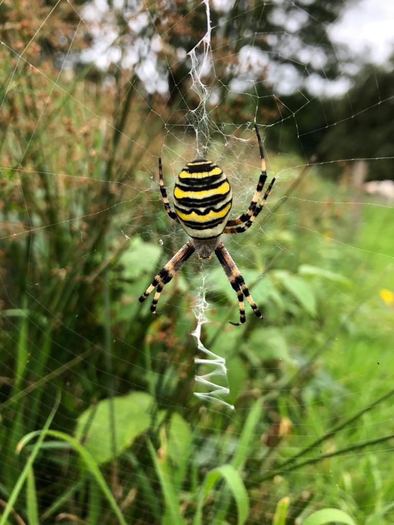 Wespspin of tijgerspin