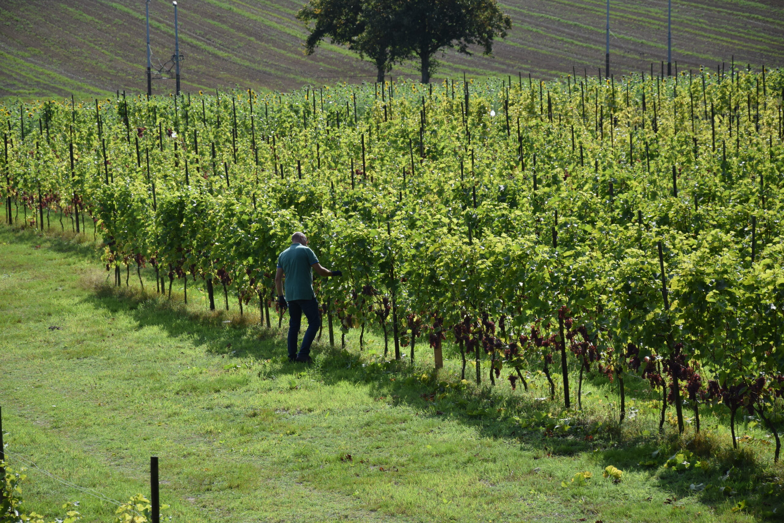 Landgoed Mariendaal Wijnranken