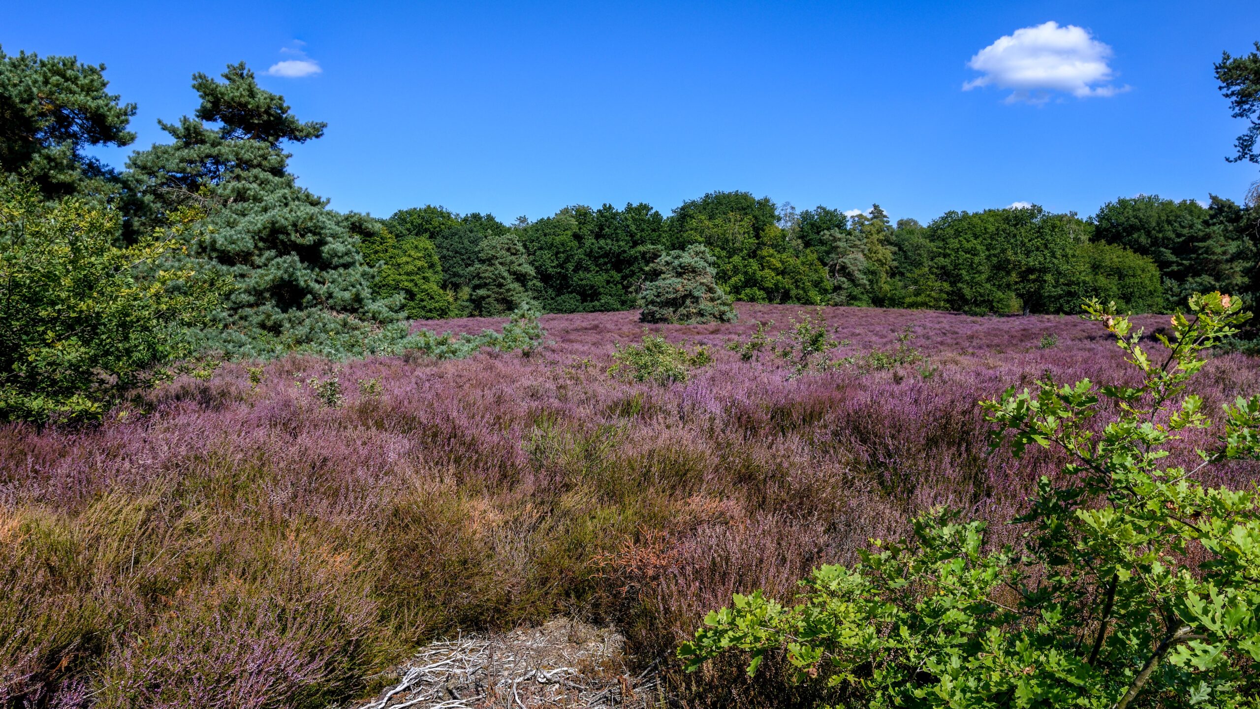 Wilde Kamp; paars bloeiende heide aan een bosrand