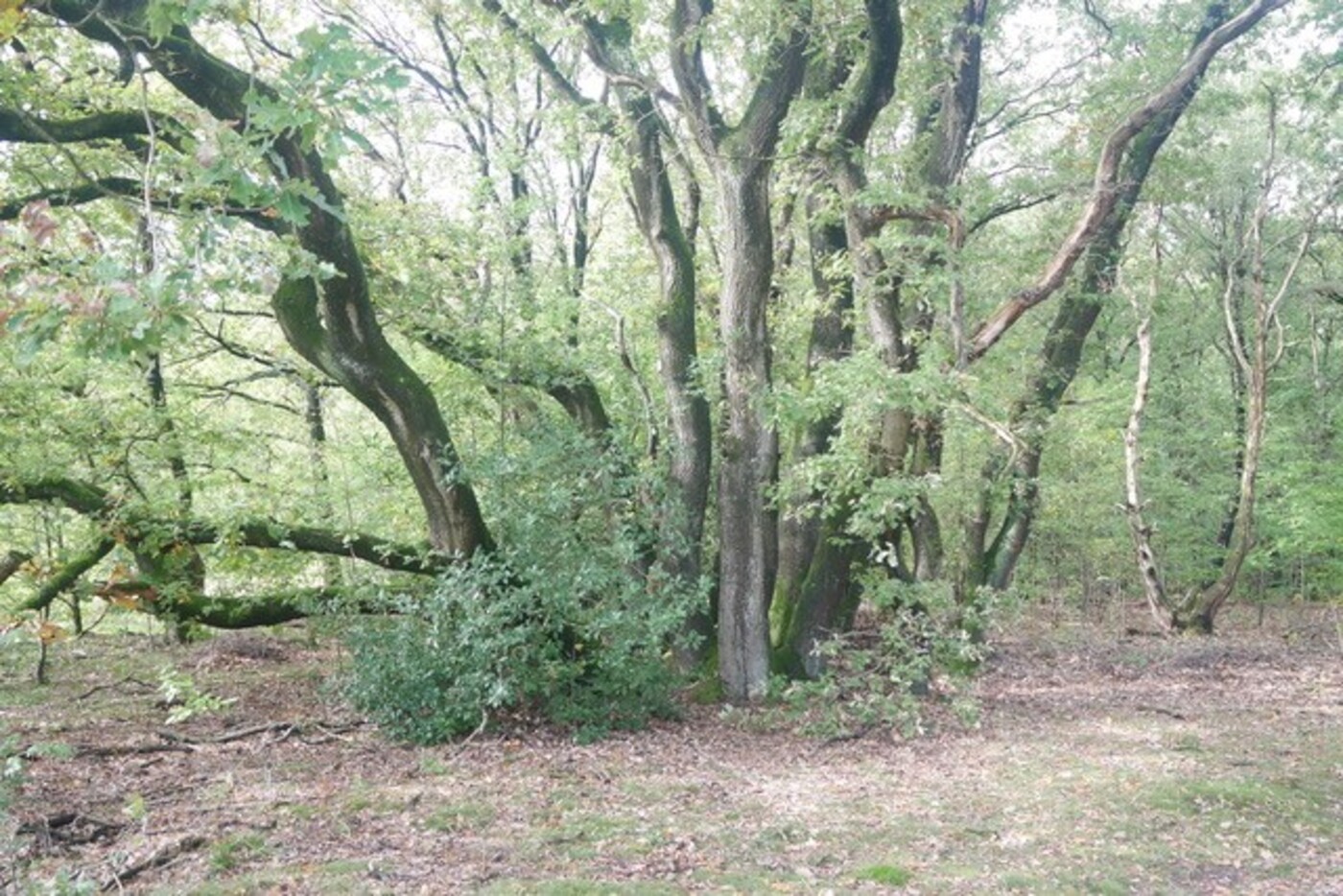 Wilde Kamp; cirkelvormige cluster van eikenbomen