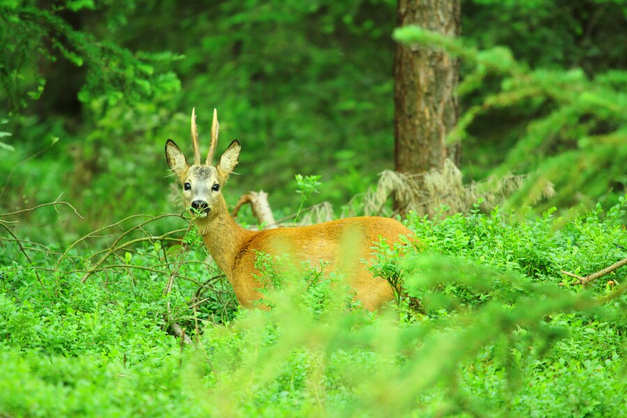 Reebook tussen struiken en bomen op landgoed De Dellen en Heerder Sprengen.