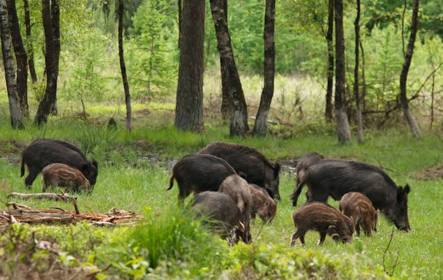 De Dellen zwijnen met biggen