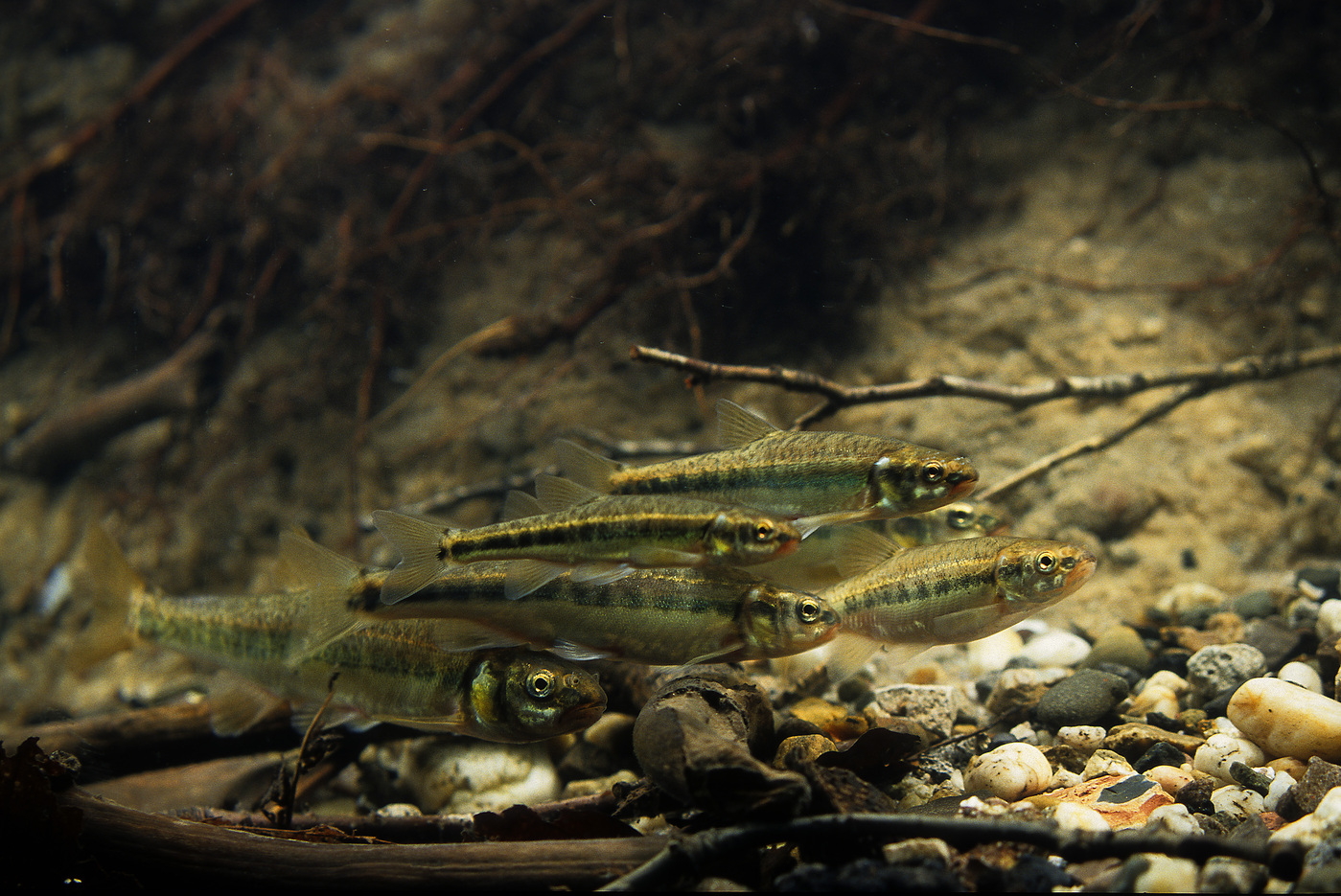 Wisselse Veen beekprik