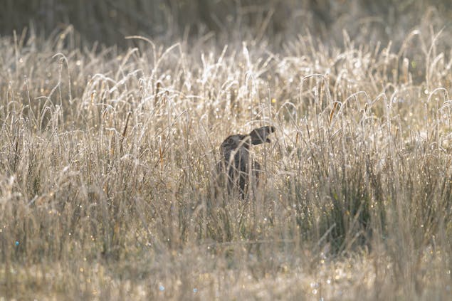 Wisselse Veen haas