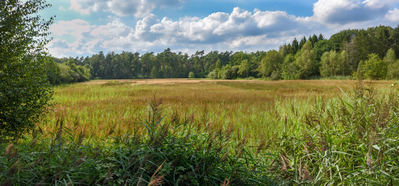 Wisselse Veen landschap