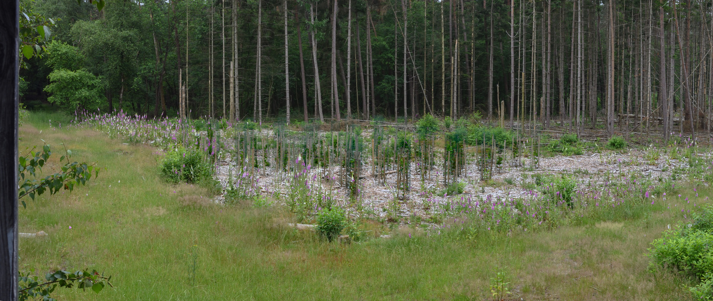 Wisselse Veen nieuwe aanplant
