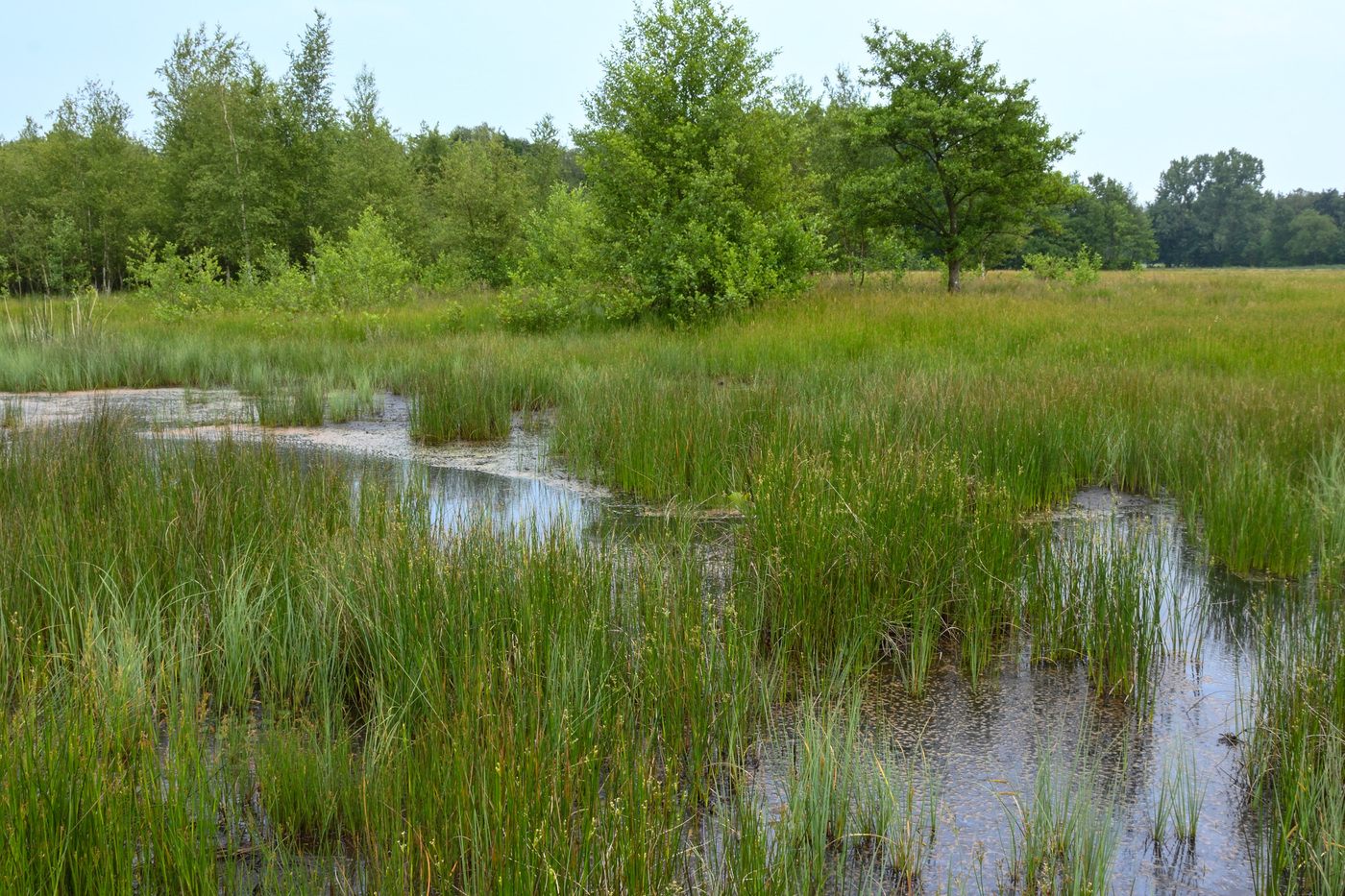 Wisselse Veen waterplassen