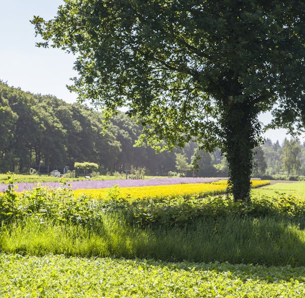 Zwaluwenburg bloemenvelden