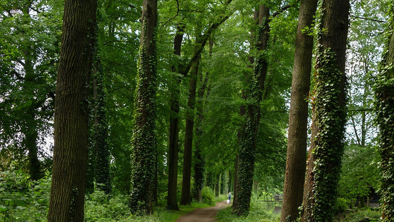 Landgoed Bonenburg; bospad