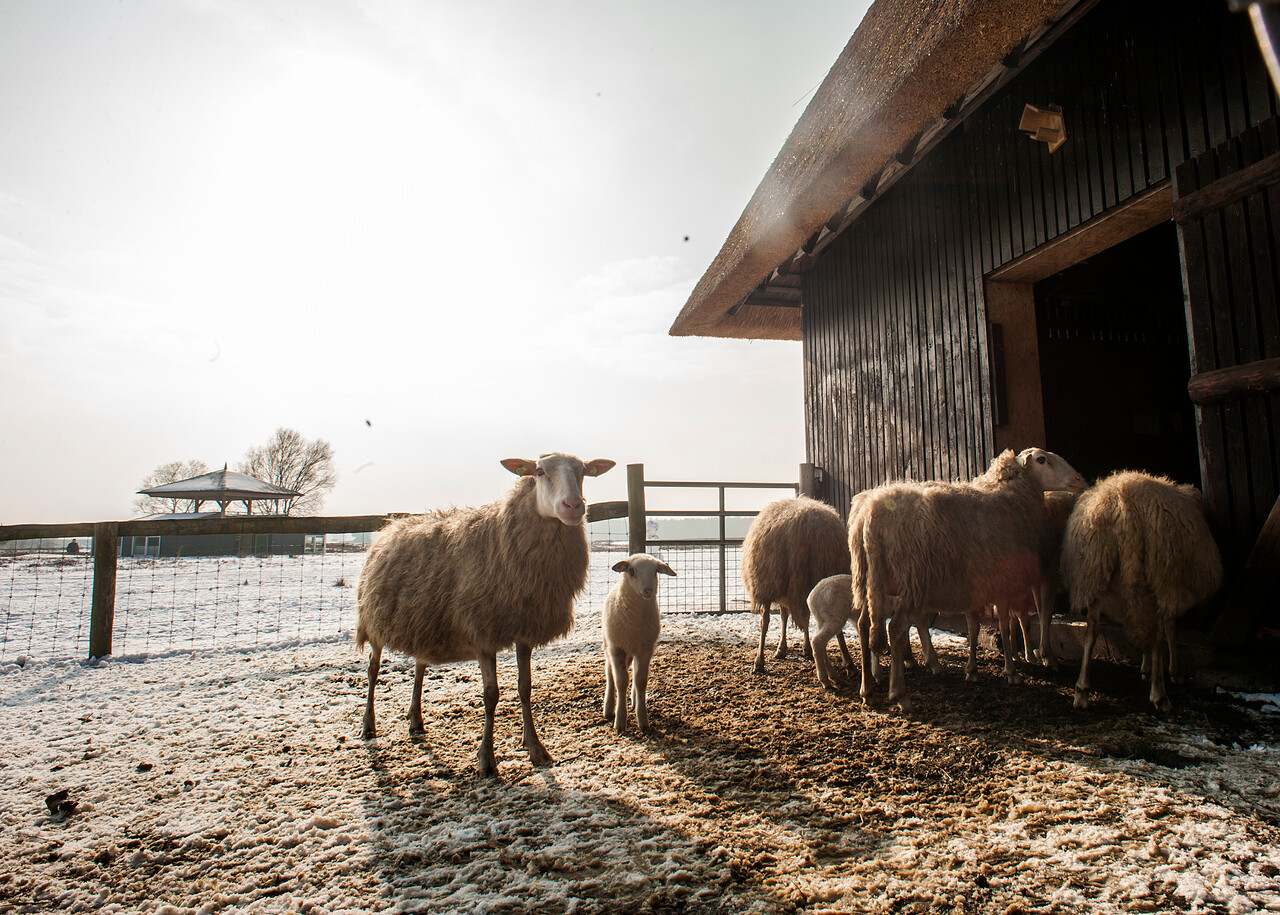 Schaapskooi met schapen in een winters sneeuwlandschap op landgoed De Dellen en Heerder Sprengen.