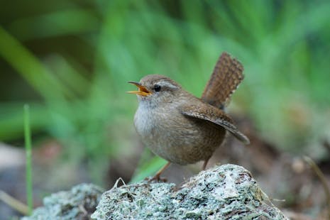 't Walfort winterkoning