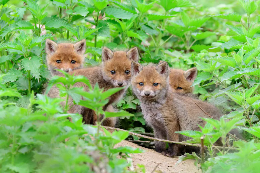 Vier jonge vosjes tussen brandnetels.