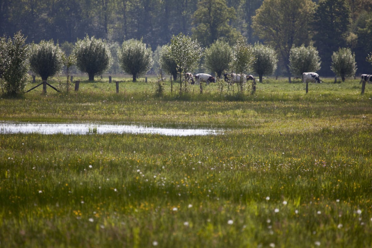 Stikstof Maalderink ven