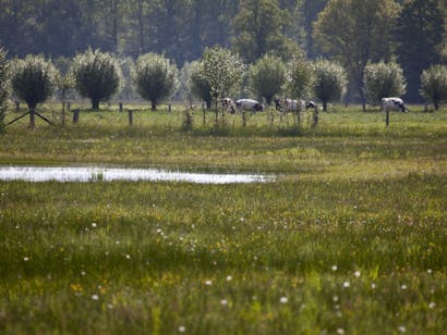 Stikstof Maalderink ven