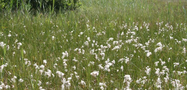 Tongerense Heide; veenpluis met kenmerkende witte haren