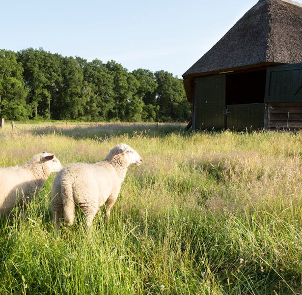 Westerheide schaapskooi