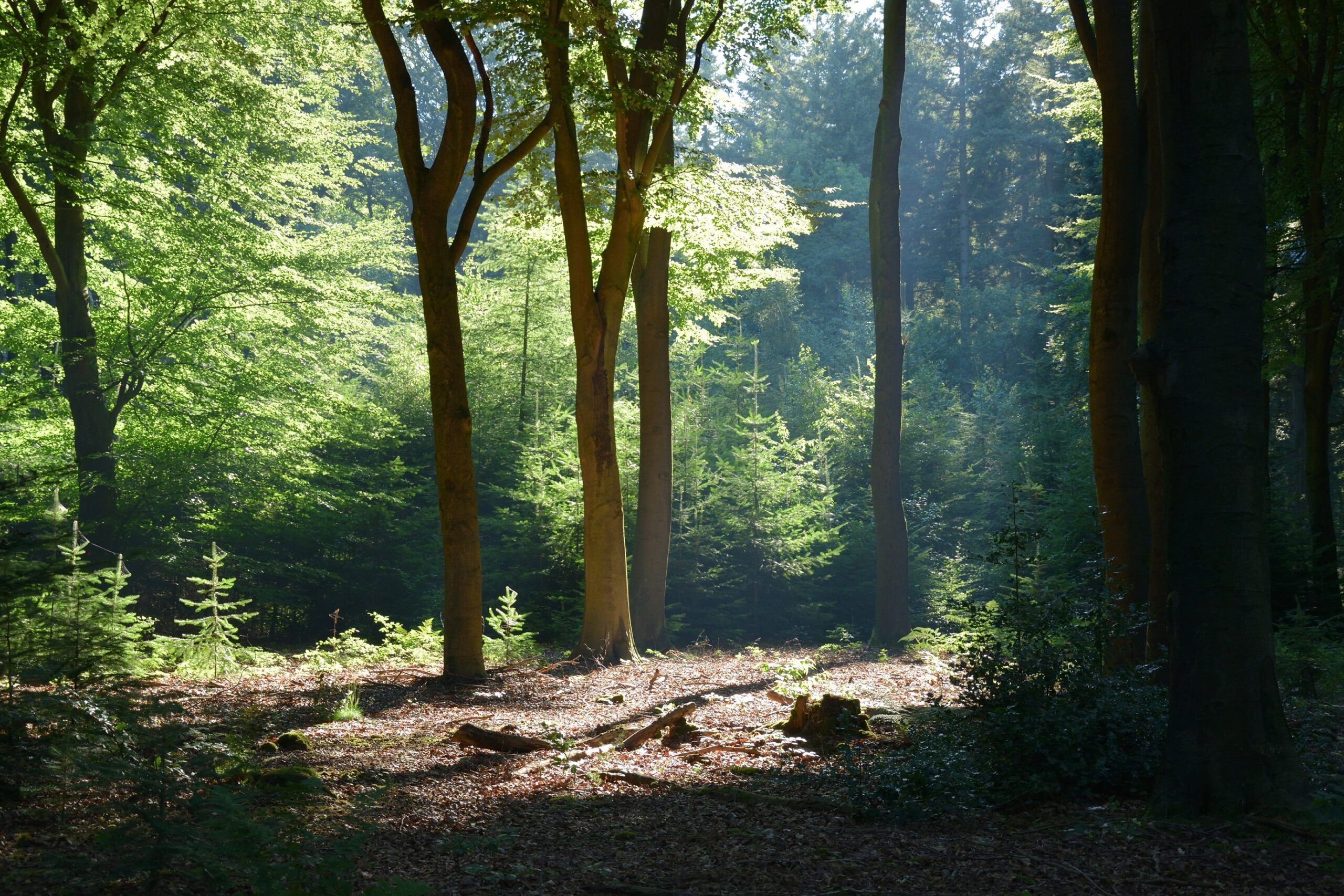 Landgoed Lichtenbeek en Boschveld; zonnige plek in donker bos met loofbomen en naaldbomen