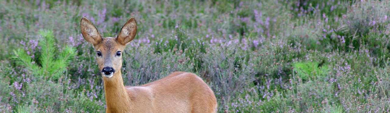Bijzonder huren | Geldersch Landschap en Kasteelen