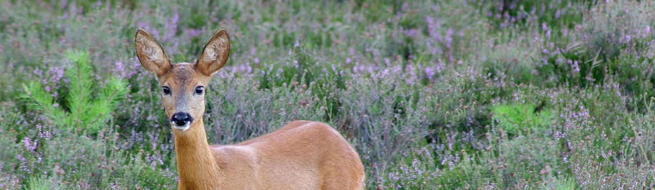 Bijzonder huren | Geldersch Landschap en Kasteelen