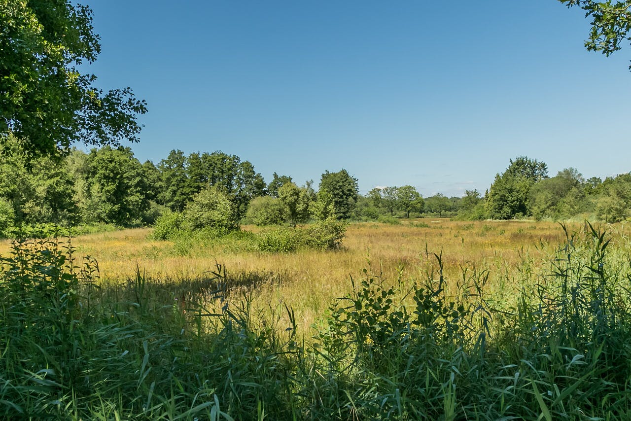 Tongerense heide