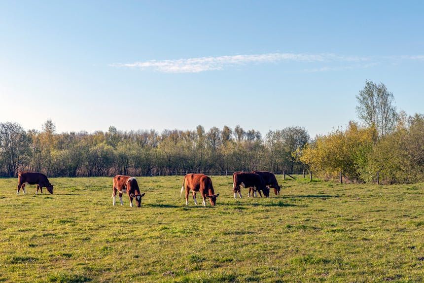 Een groep brandrode runderen in een weide met op de achtergrond bomen.