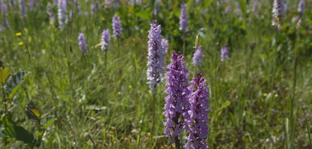 Scholtengoed De Haar; een veld vol orchideeën met paars-lichtroze bloemen.